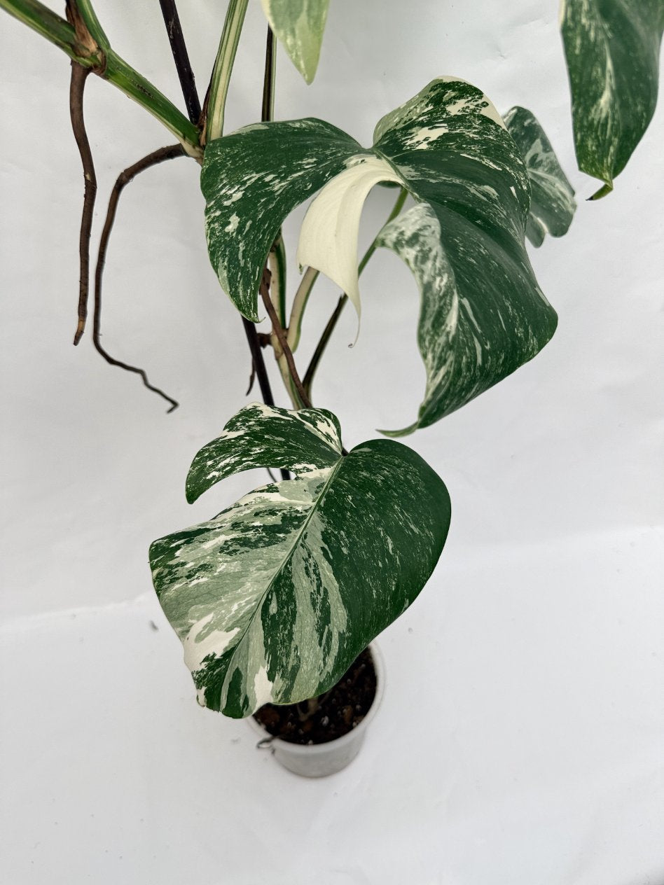 albo variegata monstera Monstera Albo variegata