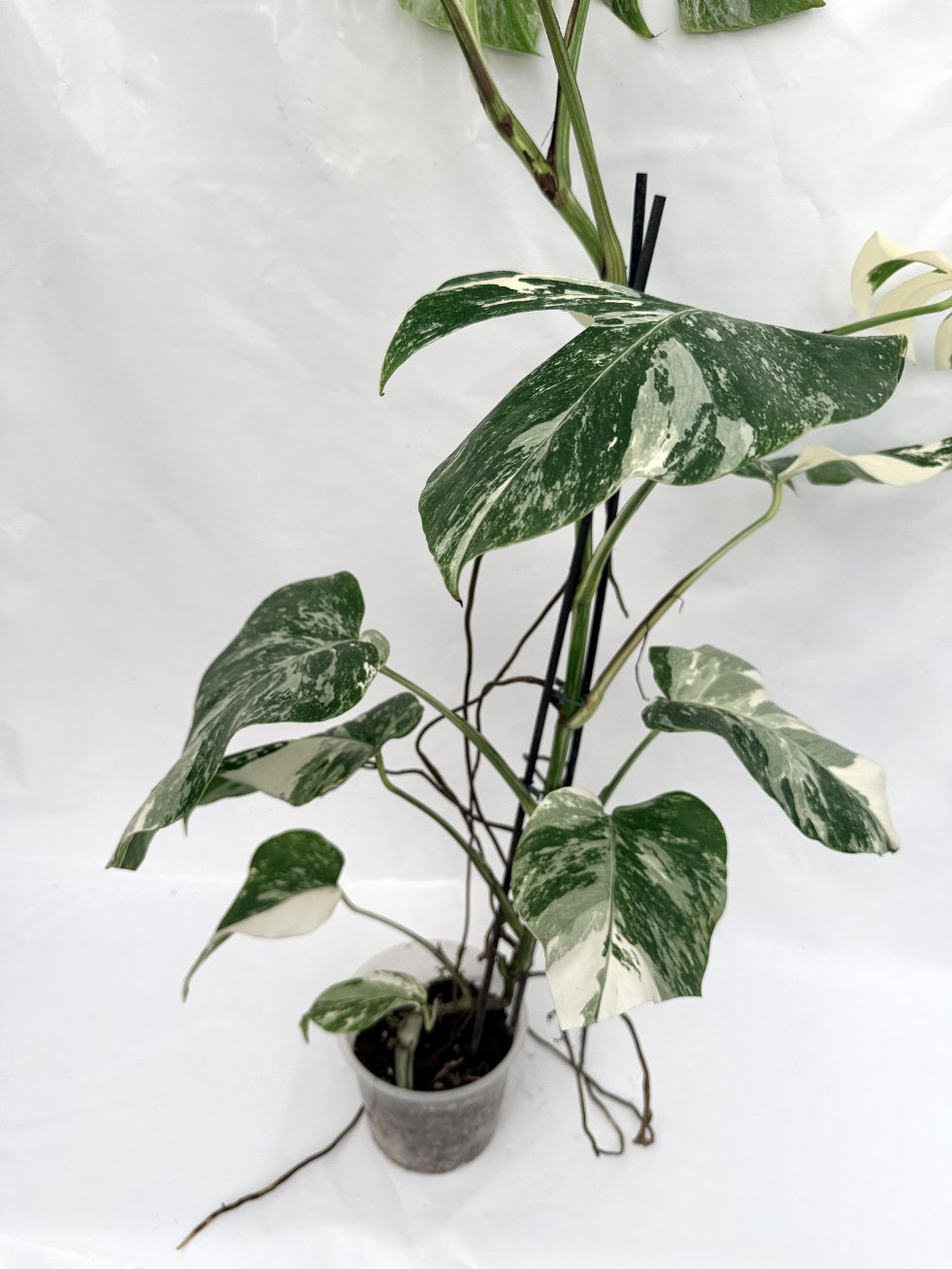Monstera_albo_variegata