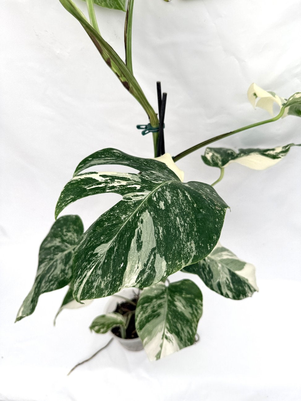 Monstera_albo_variegata