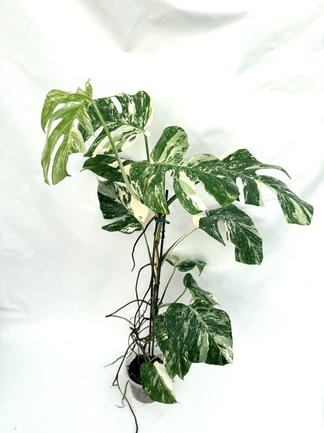 Monstera_albo_variegata