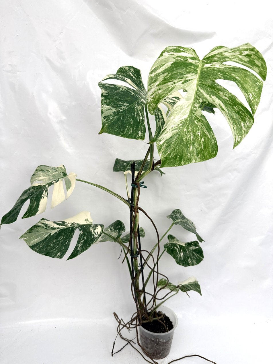 Monstera_albo_variegata