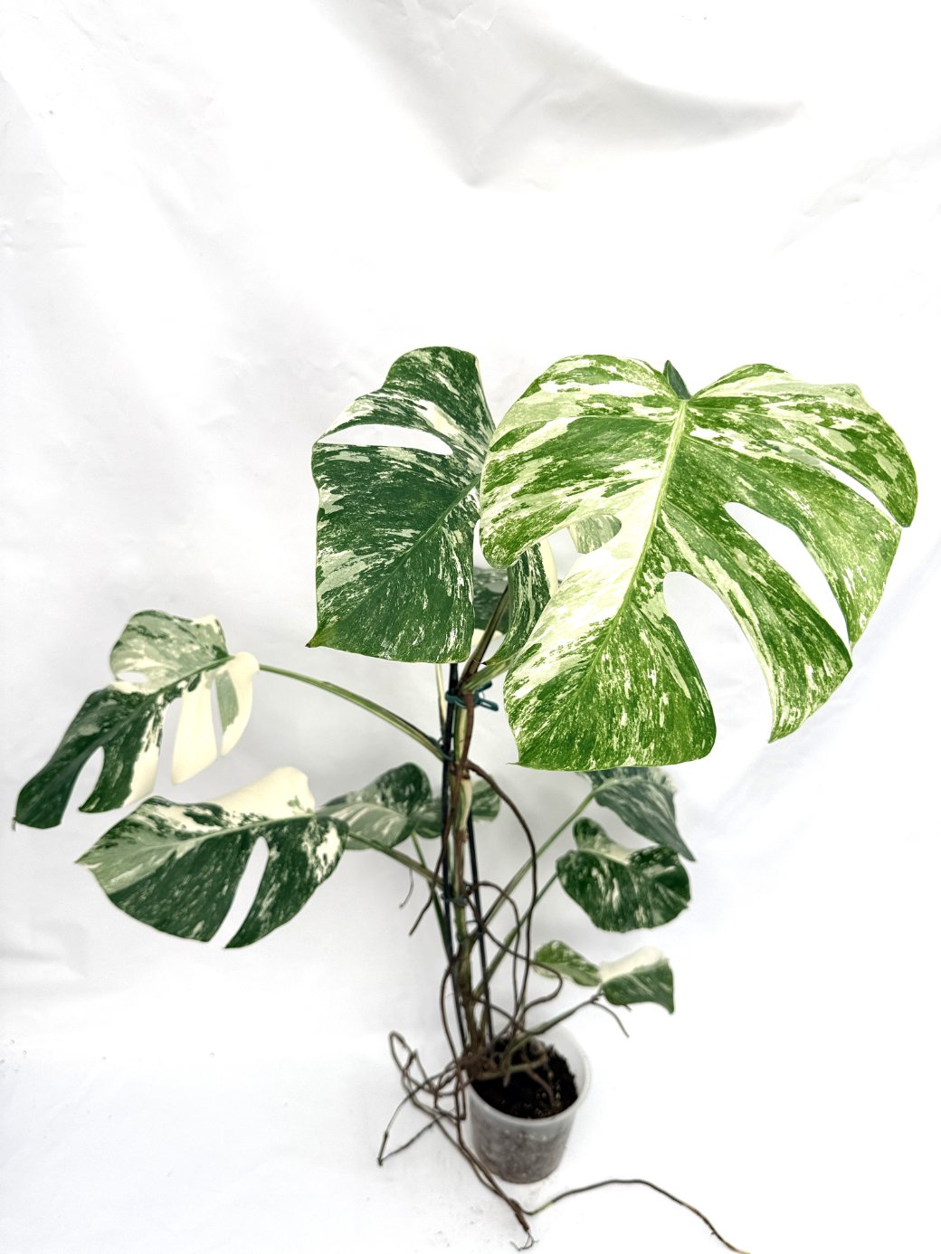 Monstera_albo_variegata