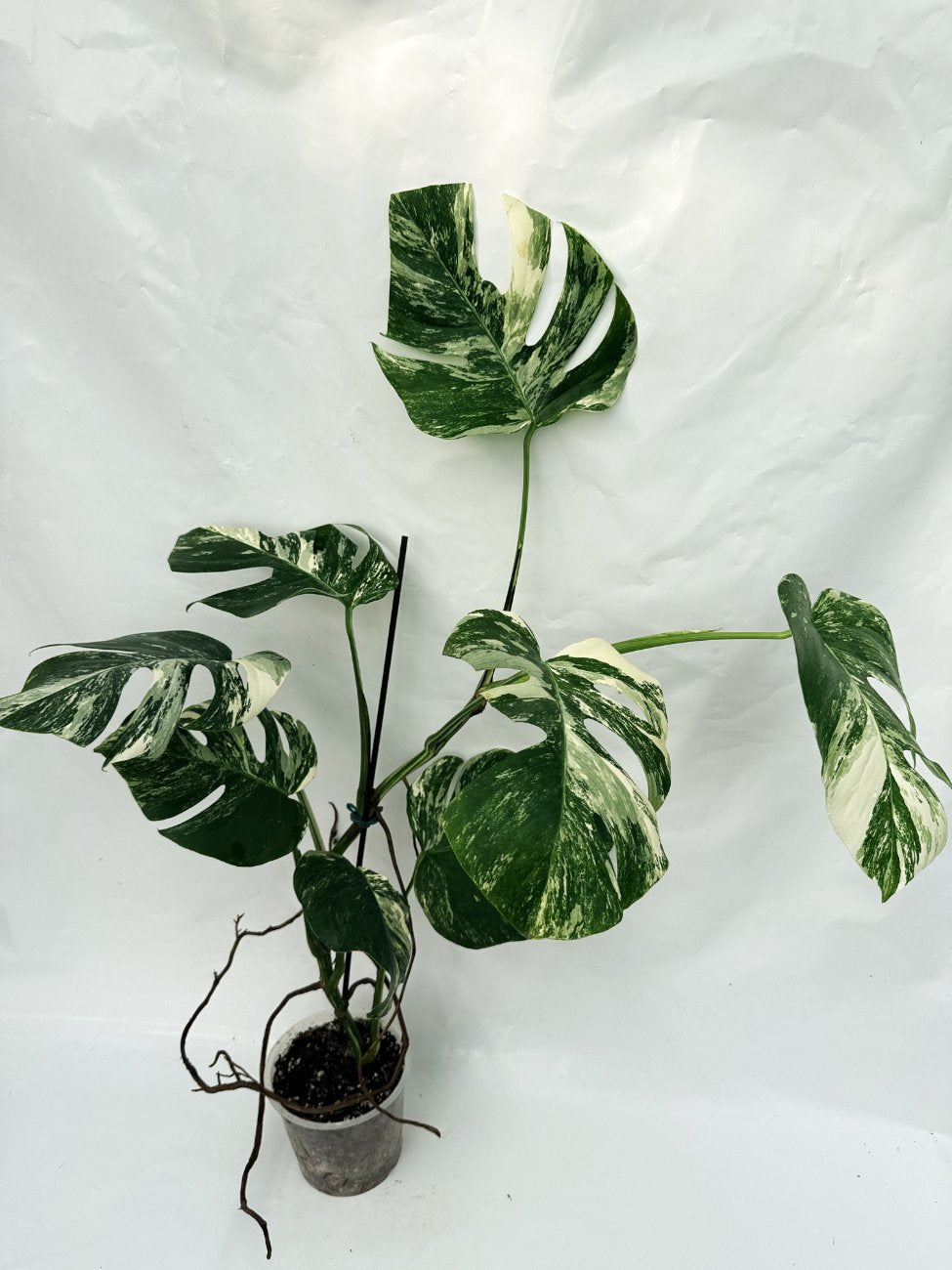 Monstera_albo_variegata