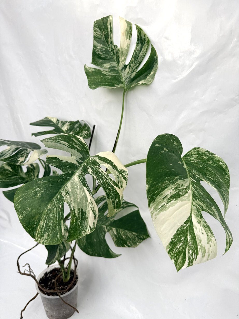 Monstera_albo_variegata