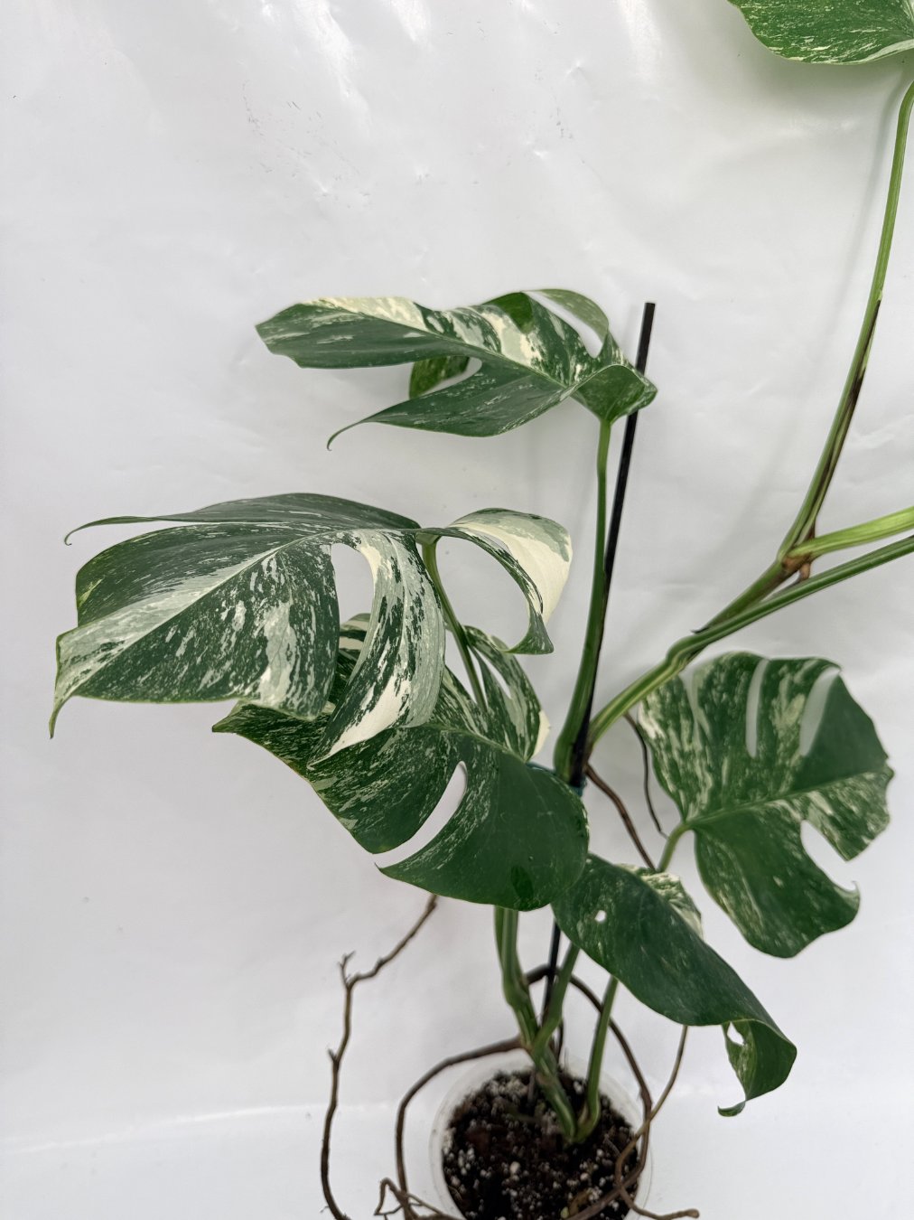 Monstera_albo_variegata