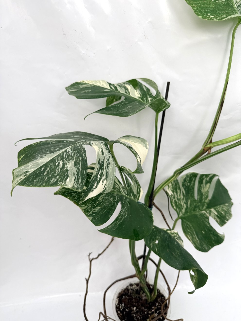 Monstera_albo_variegata
