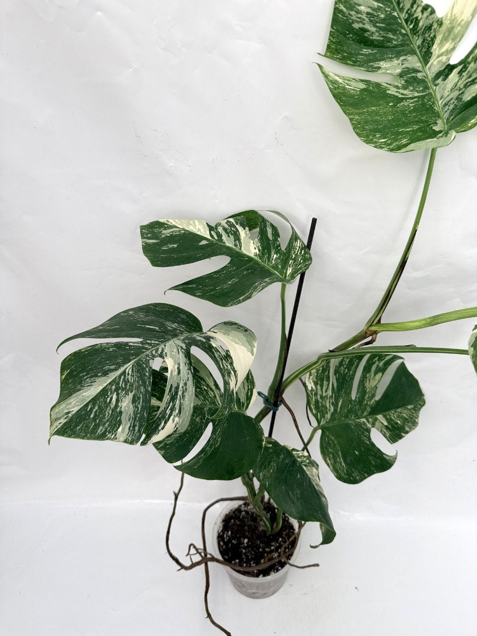 Monstera_albo_variegata