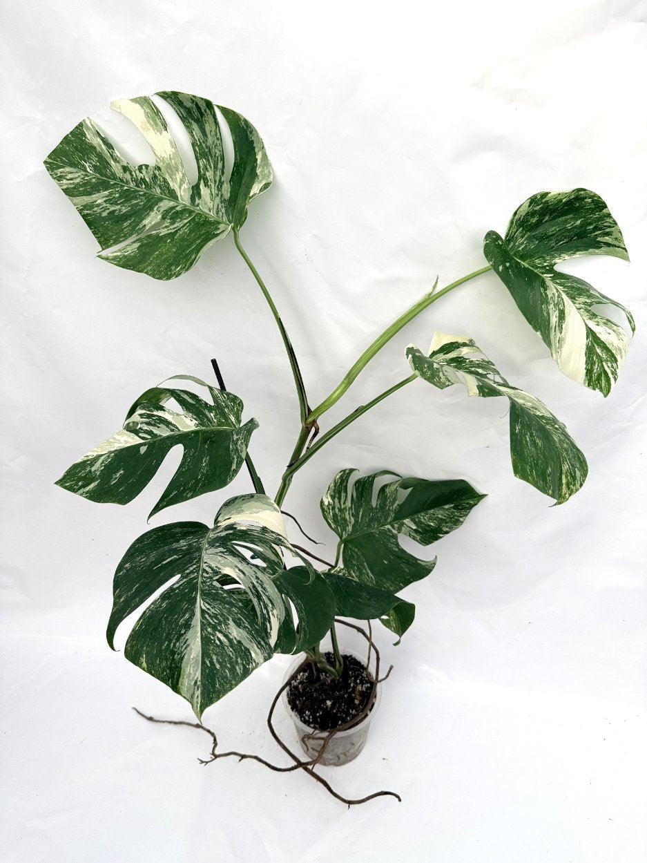 Monstera_albo_variegata