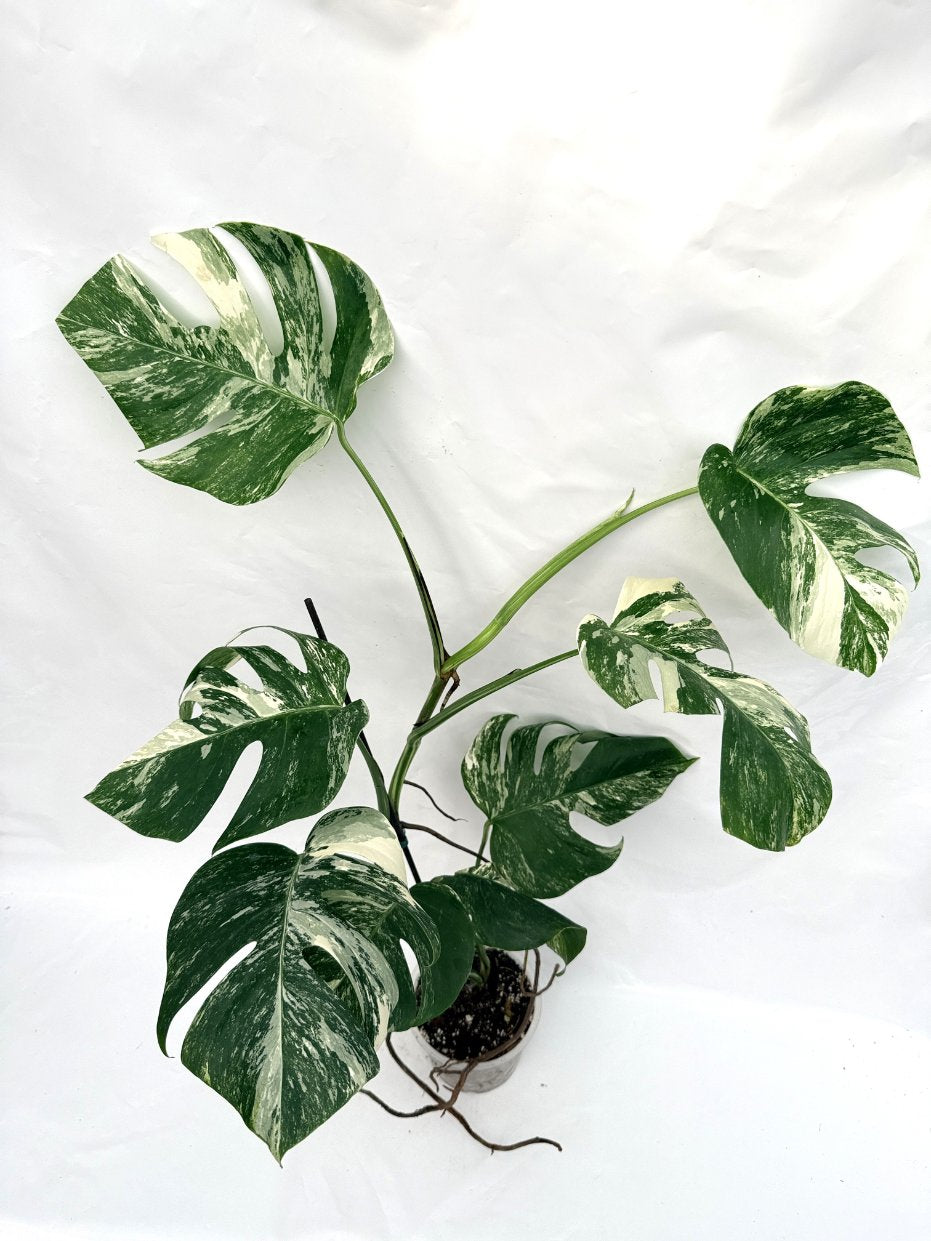 Monstera_albo_variegata