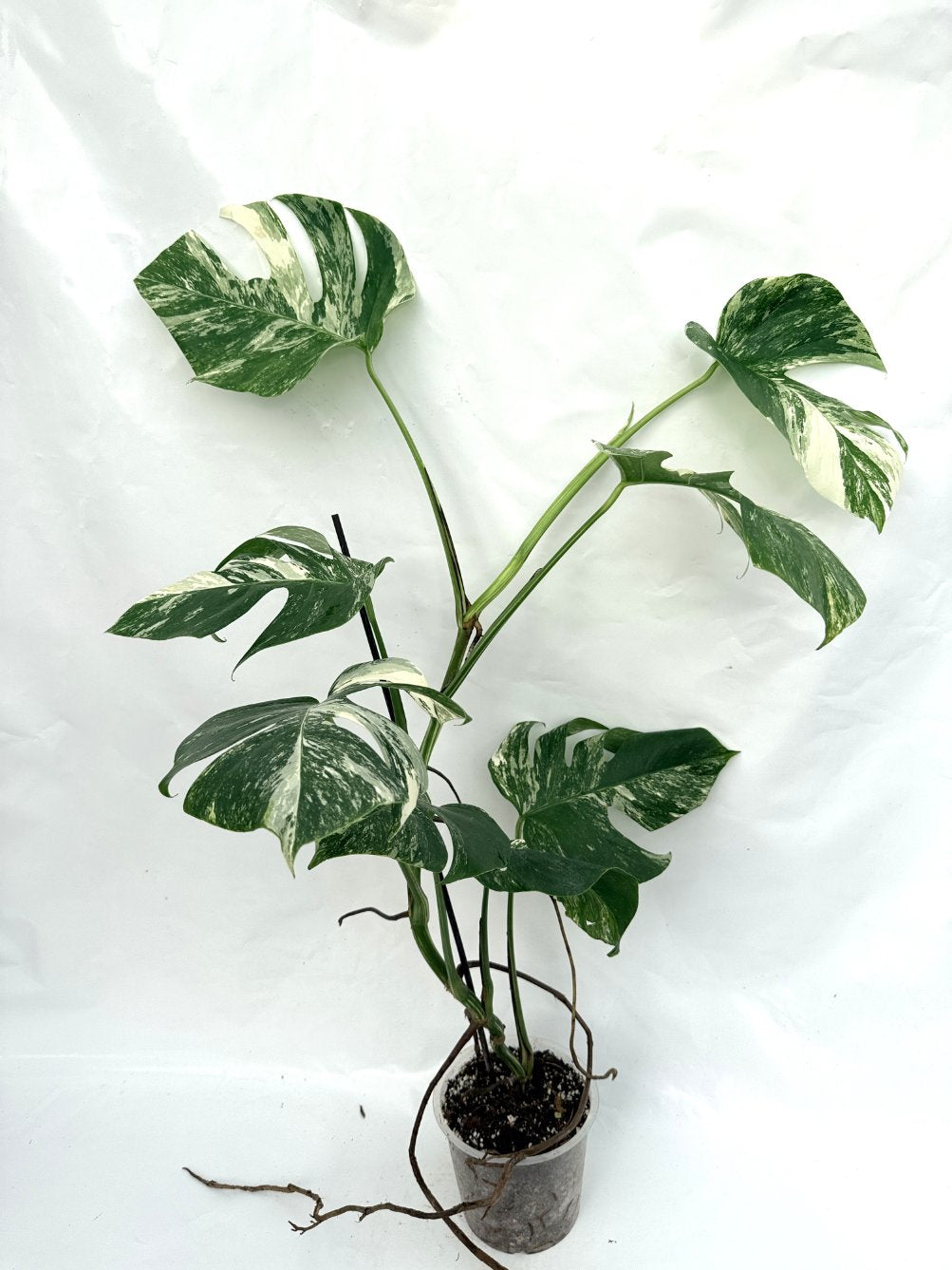 Monstera_albo_variegata