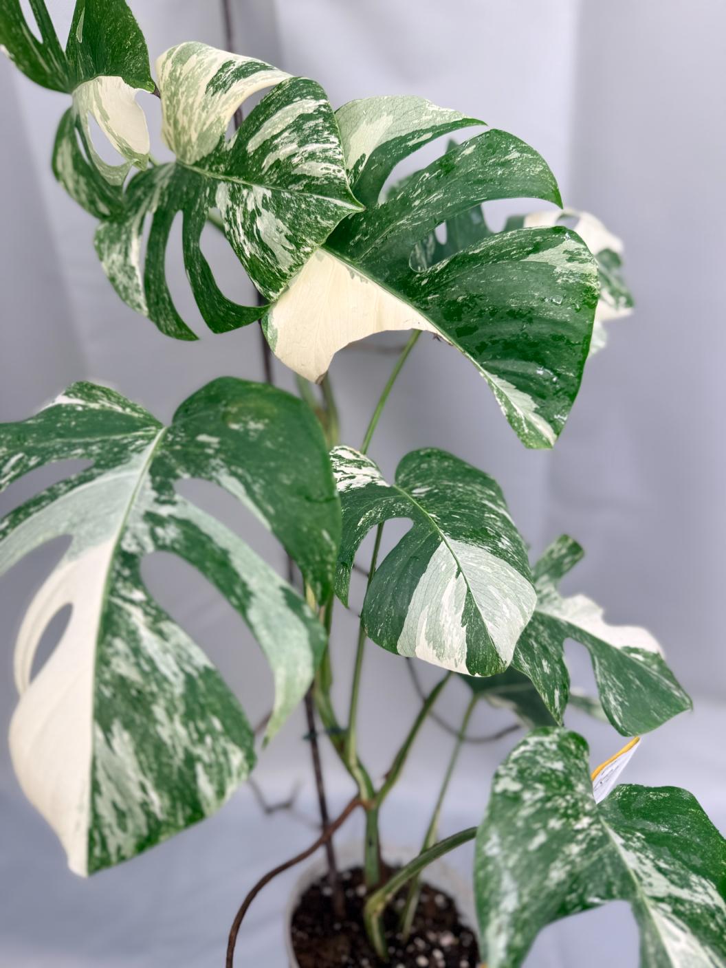 Monstera Variegata 01.15.02.1