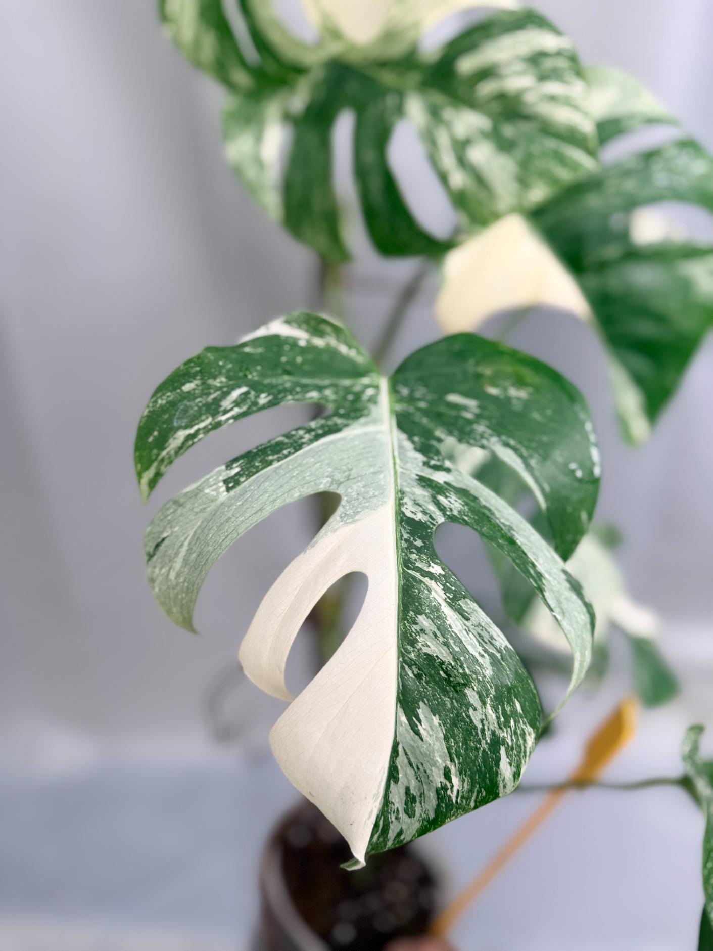 Monstera Variegata 01.15.02.2