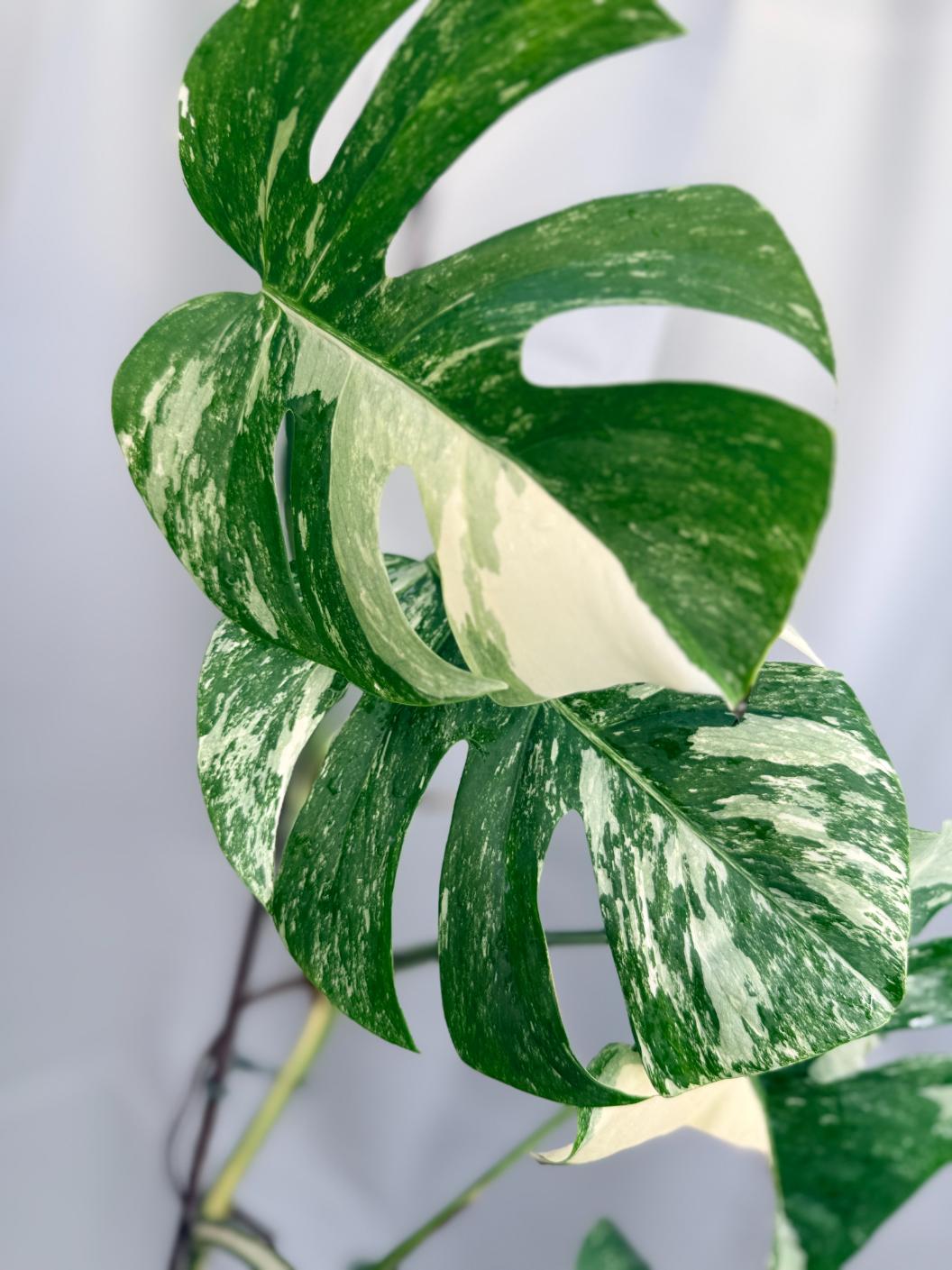 Monstera Variegata 01.15.02.3