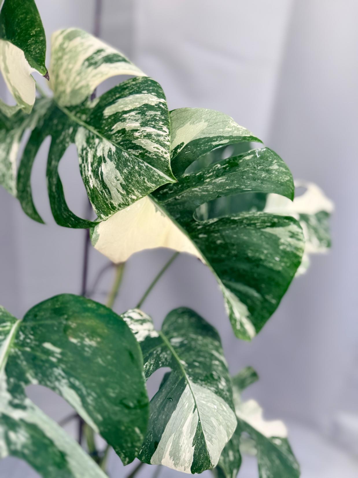 Monstera Variegata 01.15.02.4