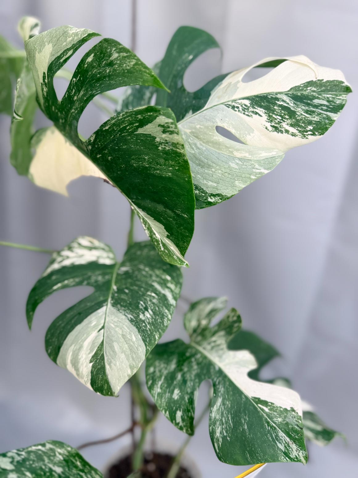 Monstera Variegata 01.15.02.6