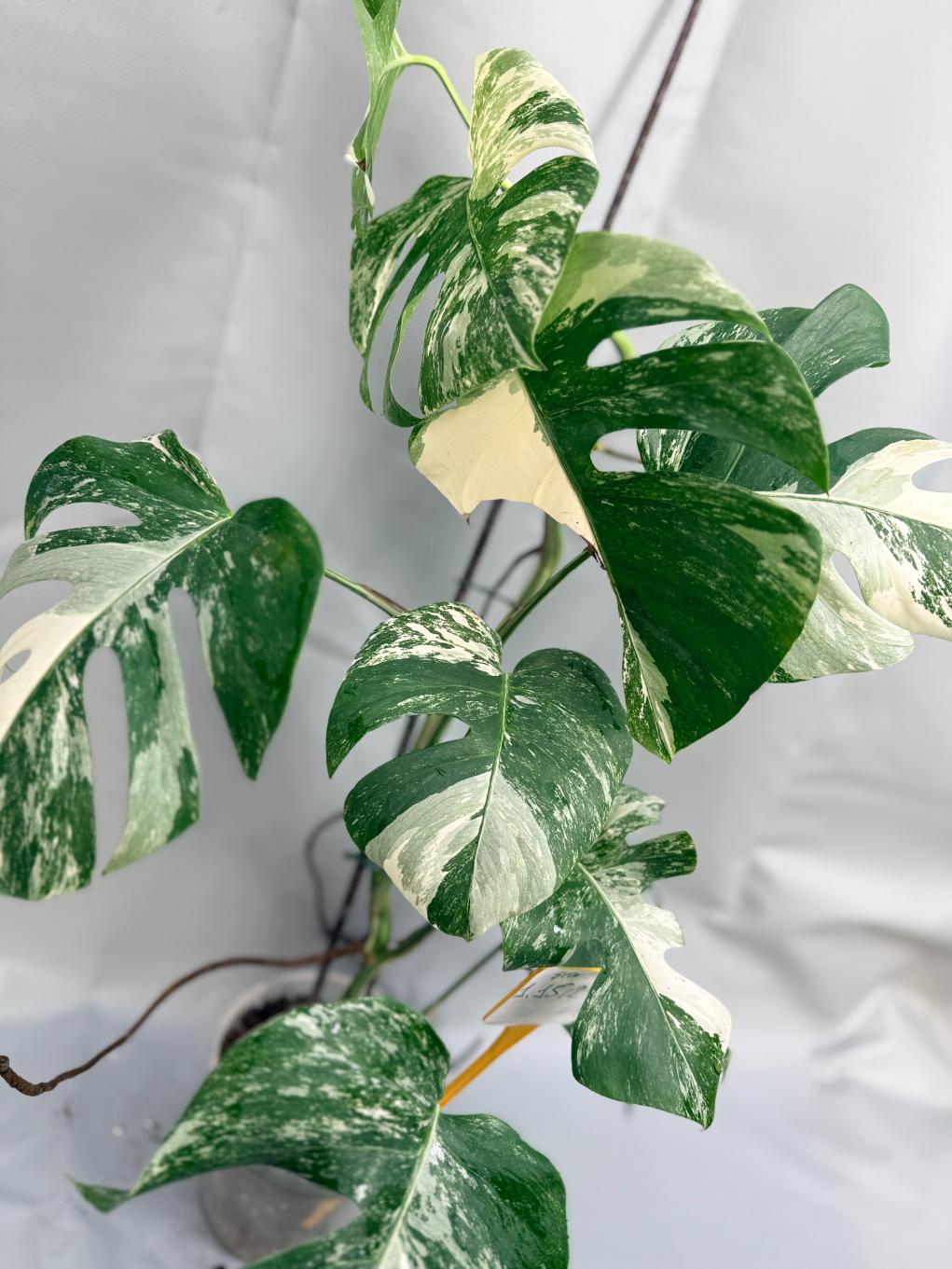 Monstera Variegata 01.15.02.7