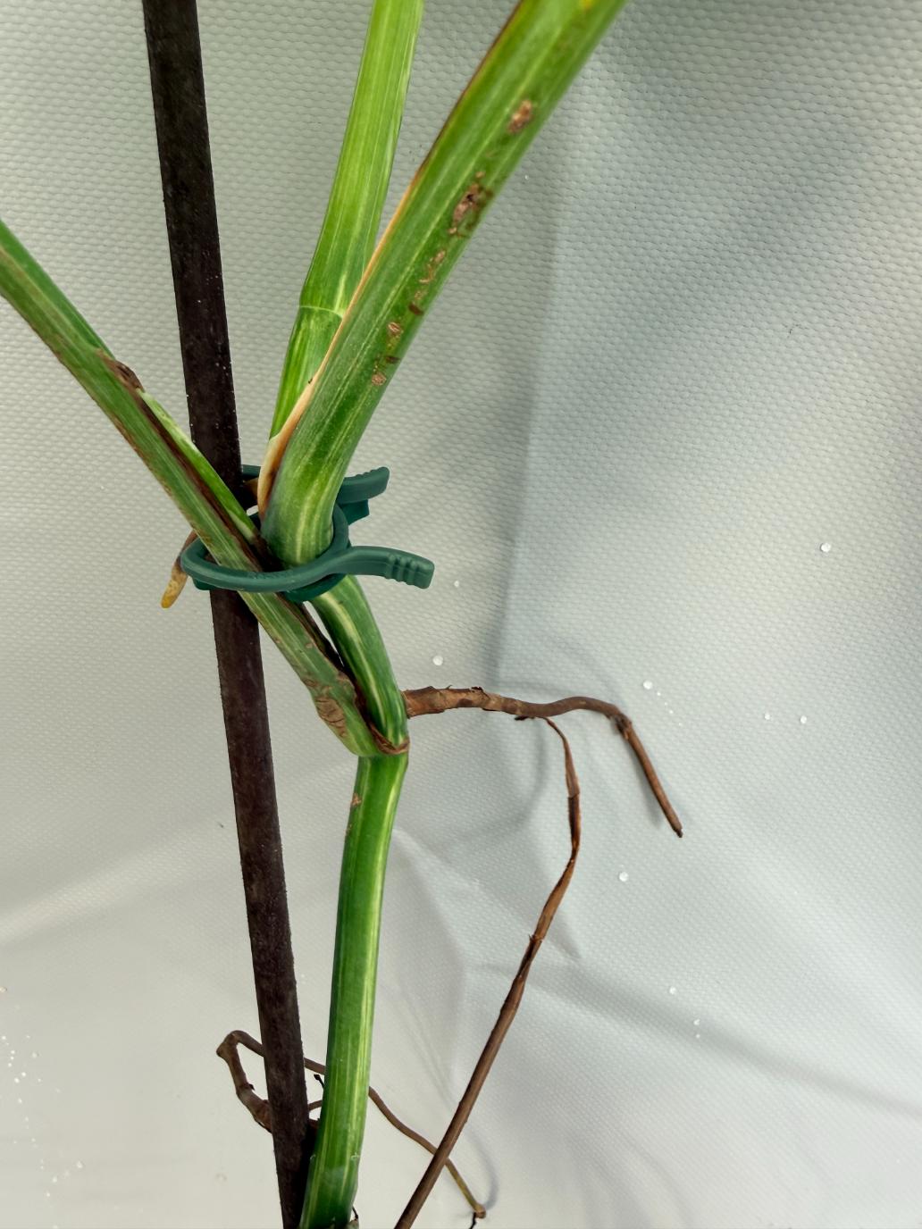 Monstera Variegata stelo 01.15.02.8