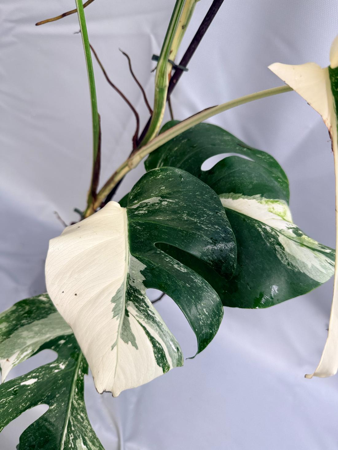 Monstera albo variegata 1.15.1.11 stelo