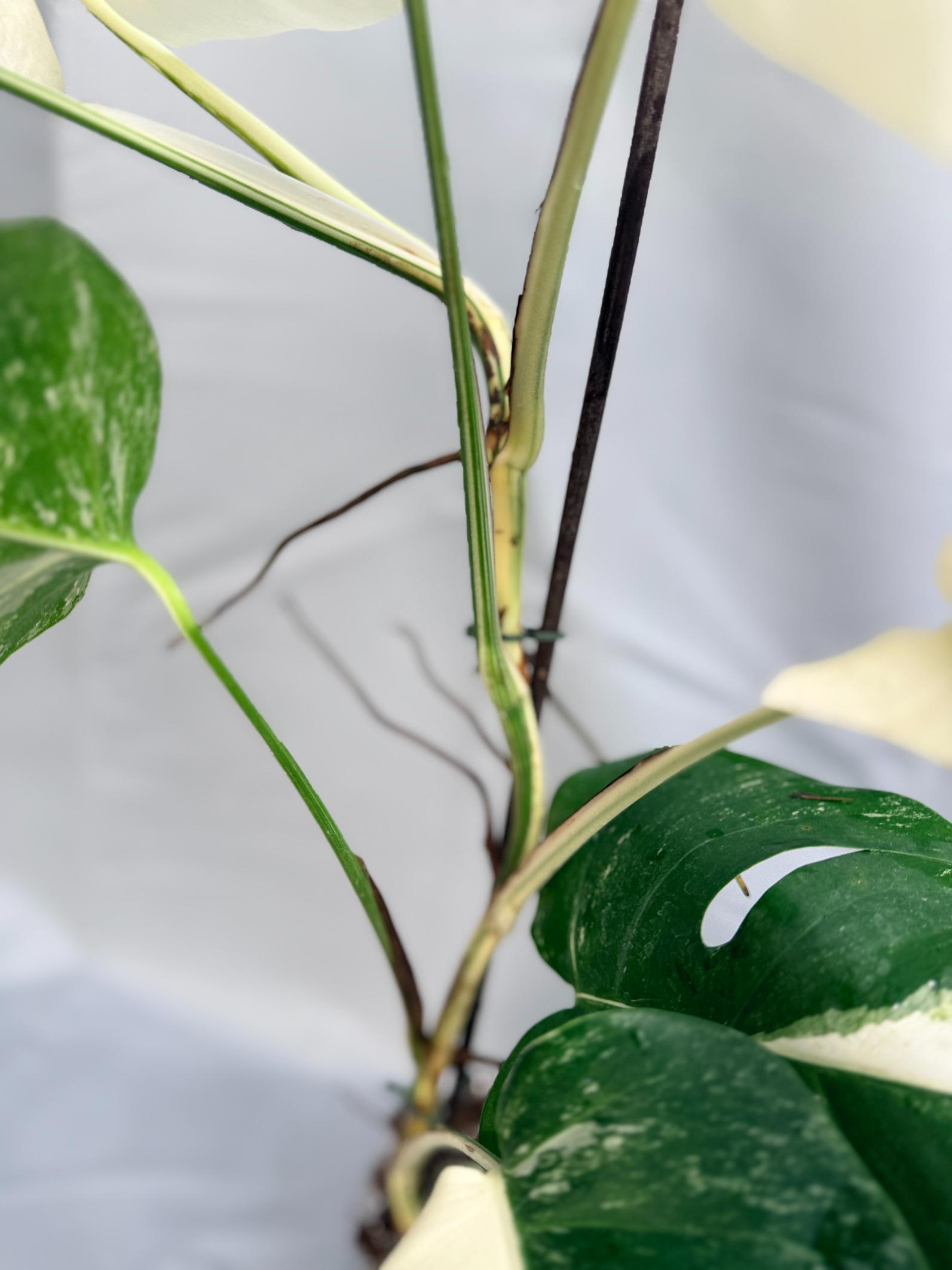 Monstera albo variegata 1.15.1.12 stem