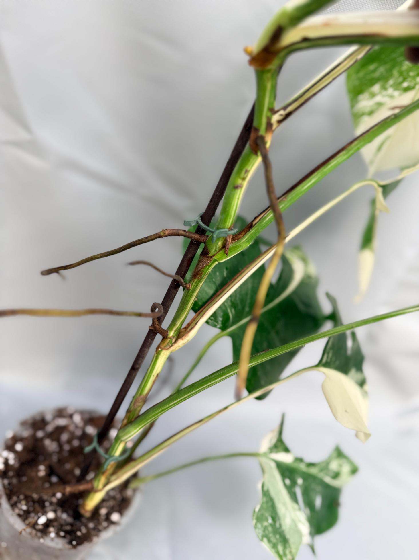 Monstera albo variegata 1.15.1.13 stem