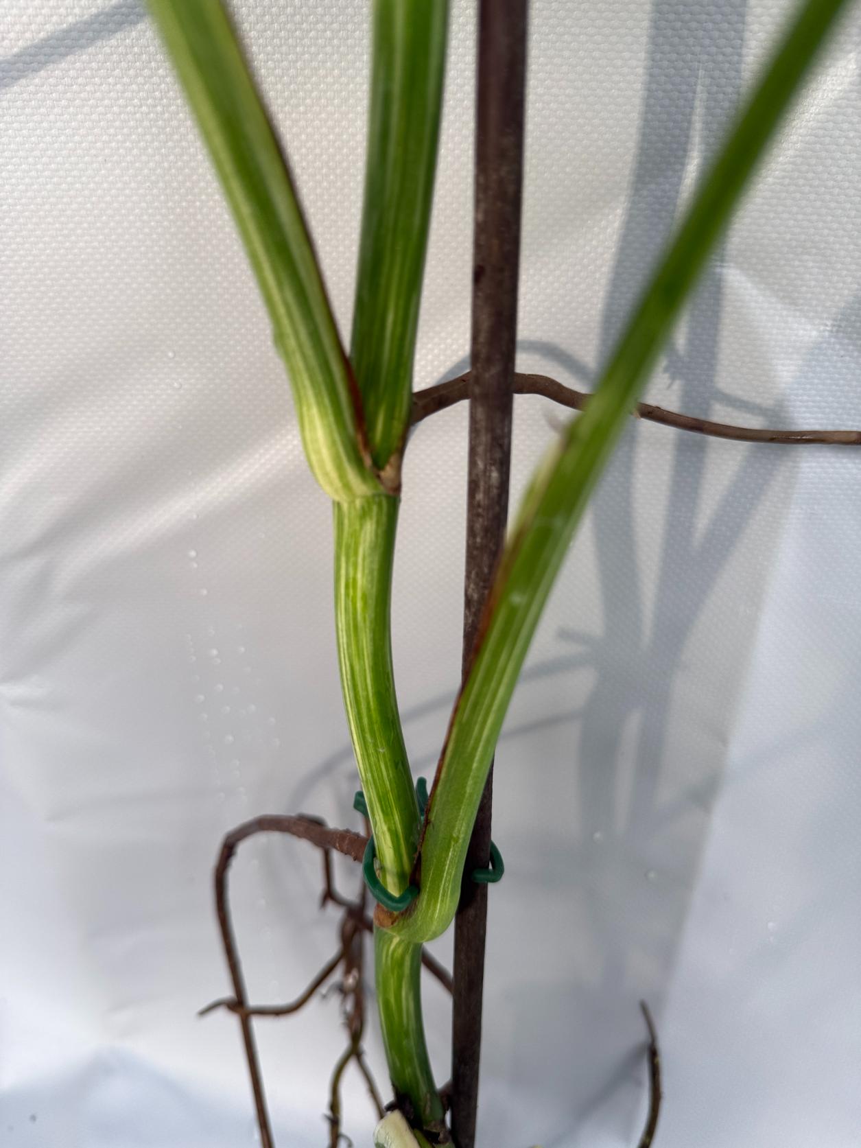 Monstera Albo Variegata 