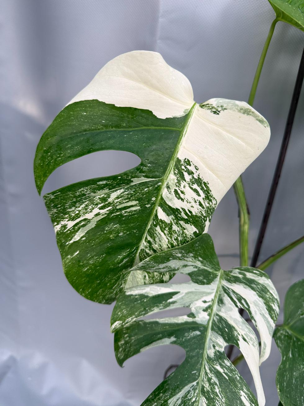 Monstera Deliciosa Albo Variegata