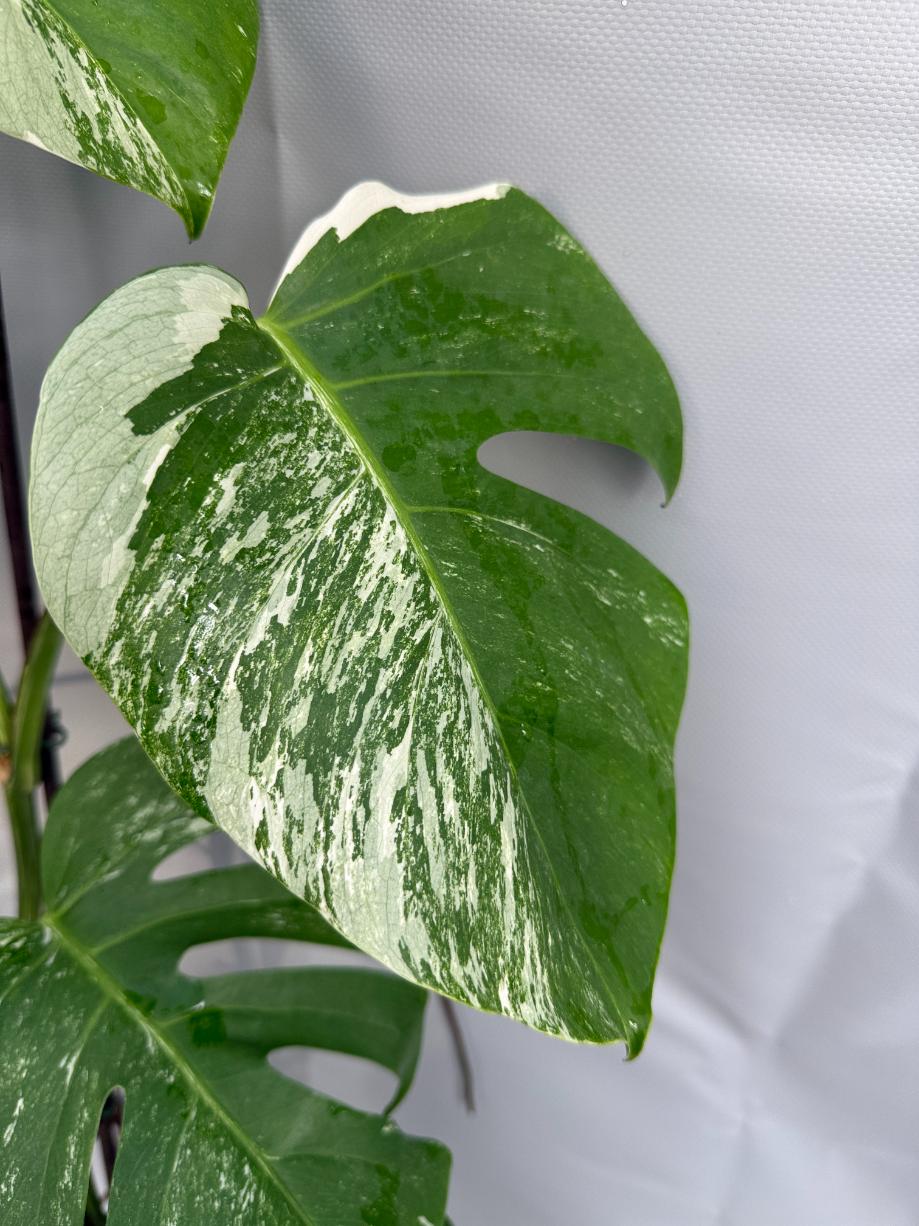 Monstera Albo Variegata 