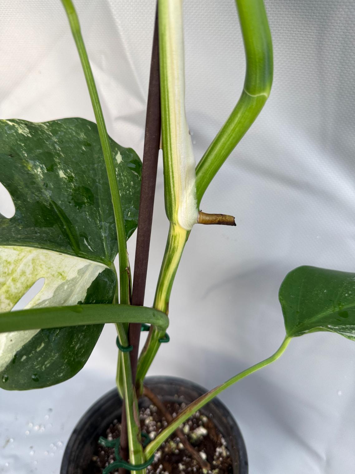 Monstera Albo variegata 3