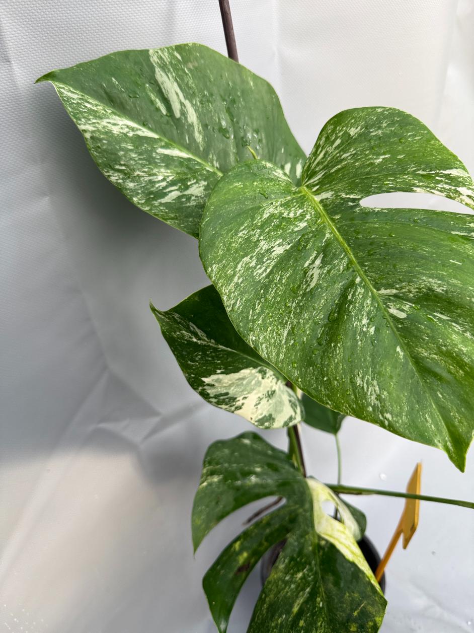Monstera Albo variegata 5
