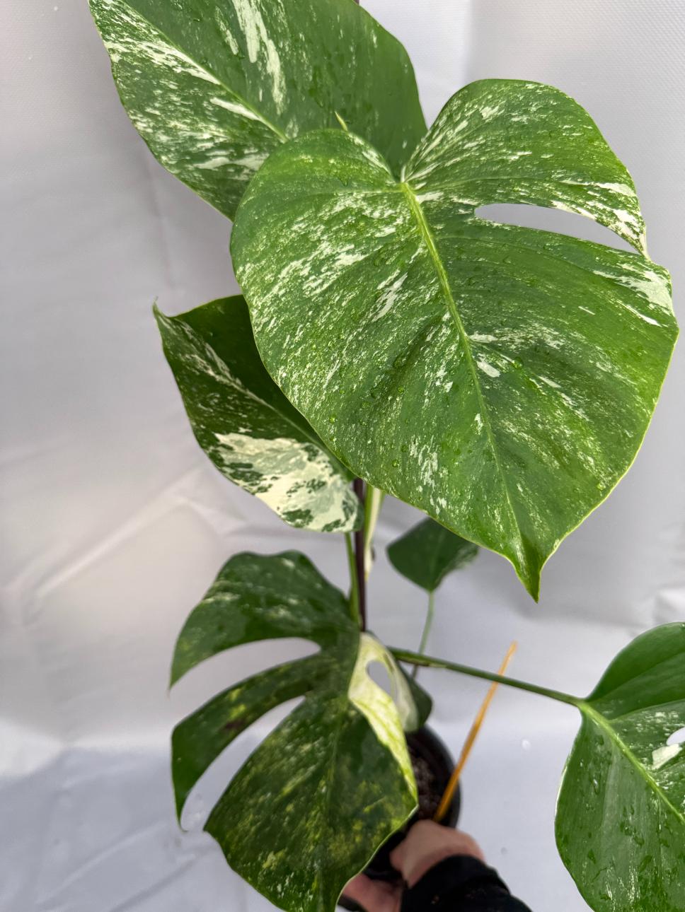 Monstera Albo variegata 1