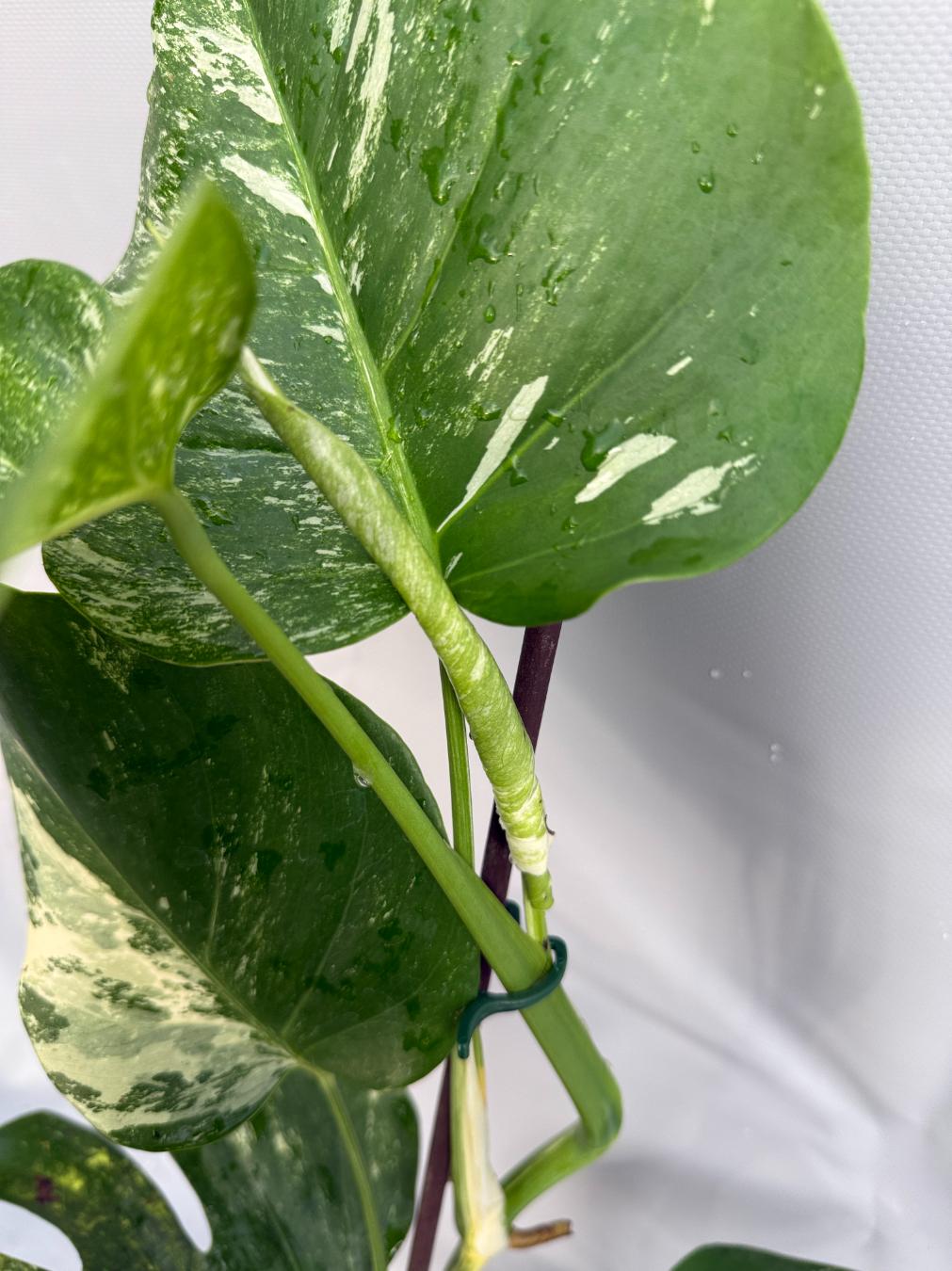 Monstera Albo variegata 6