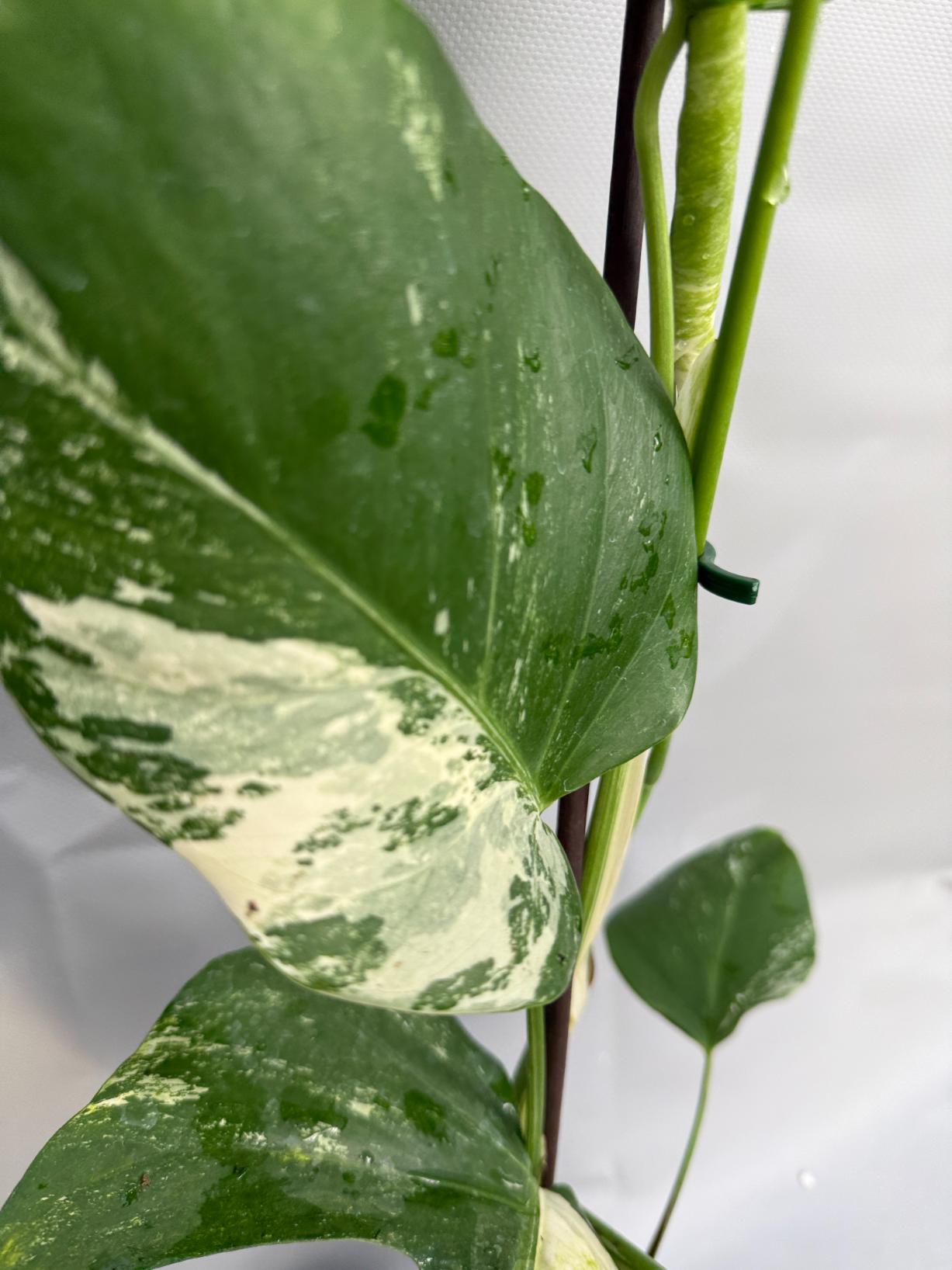 Monstera Albo variegata 7