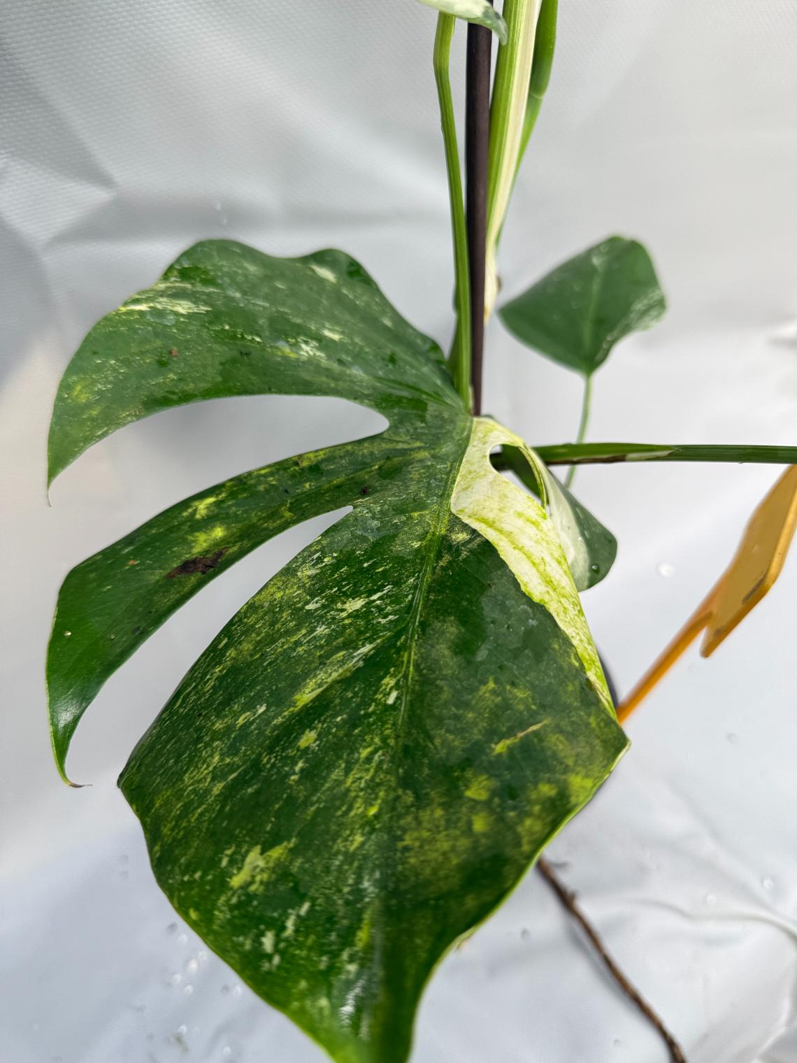 Monstera Albo variegata 8