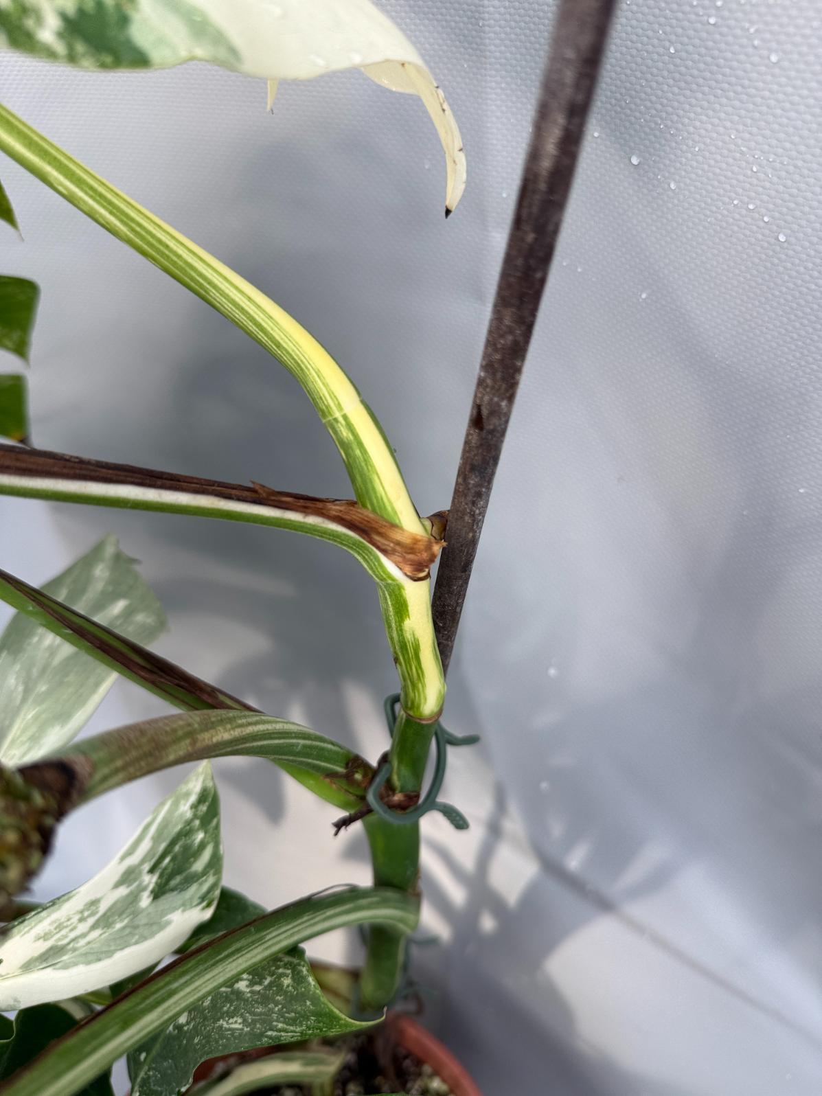 Monstera with fruit for selling 10