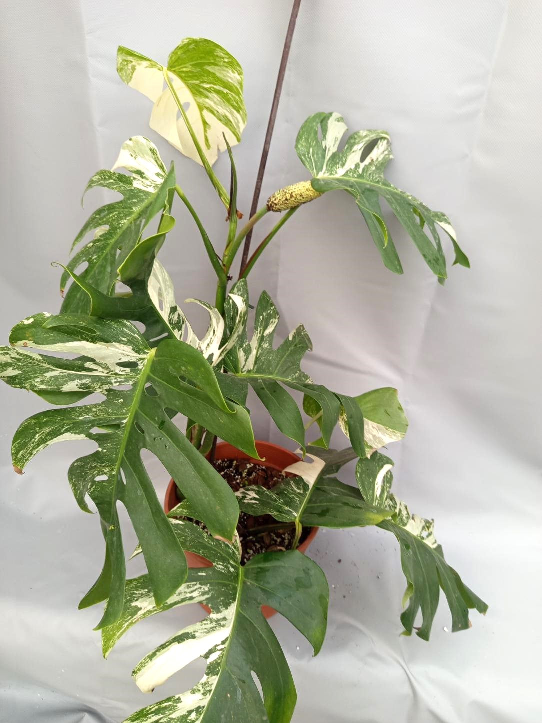 Monstera with fruit for selling 1