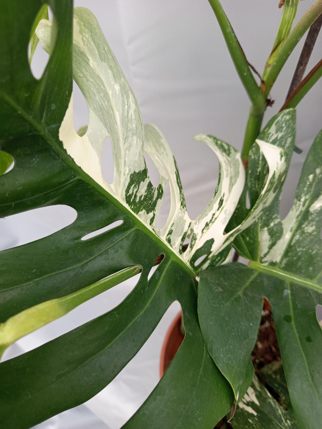 Monstera with fruit for selling 11