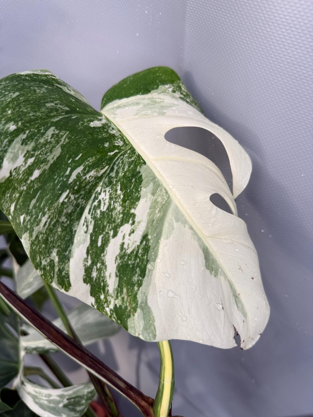 Monstera with fruit for selling 4