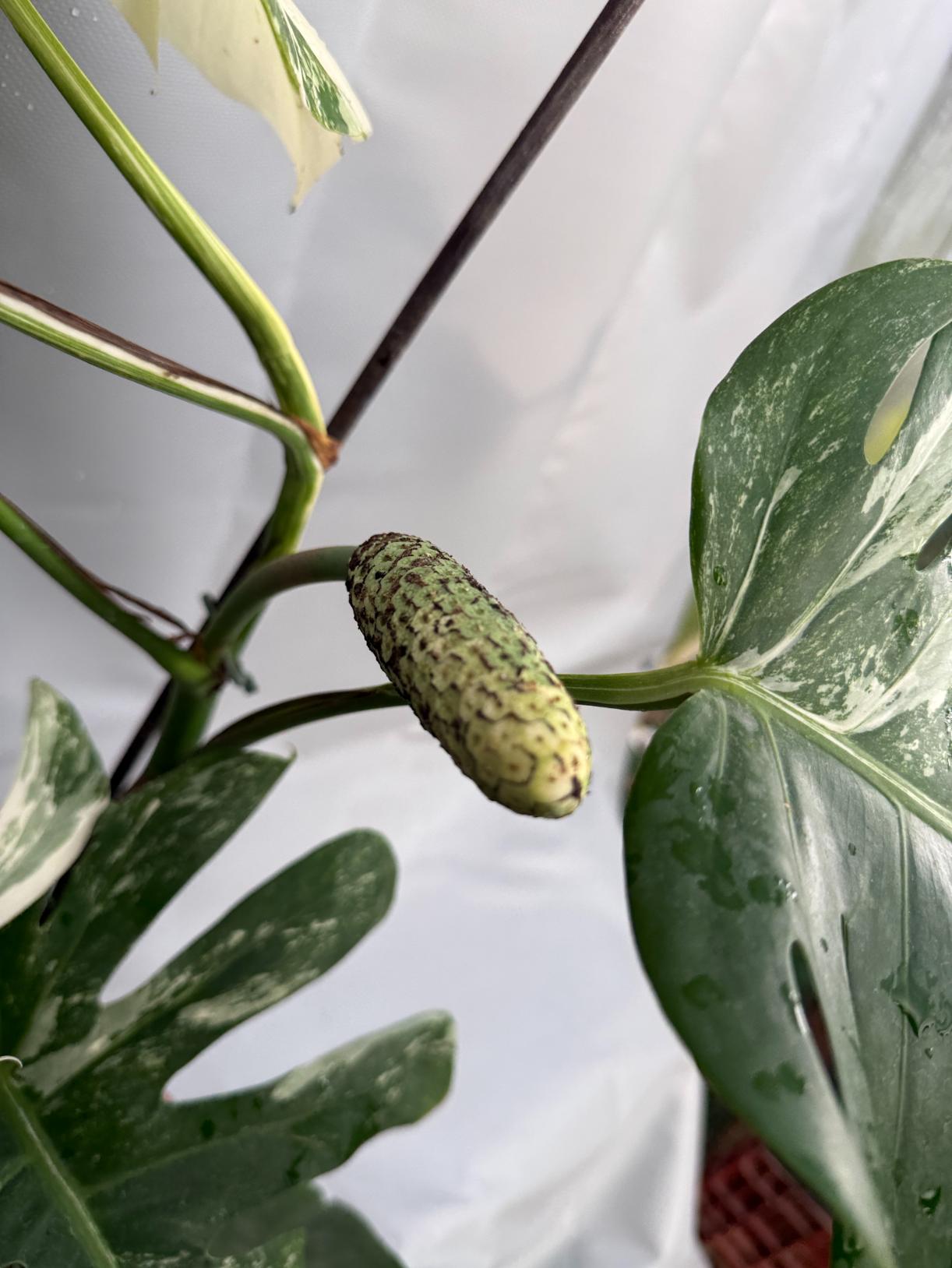 monstera albo fruit Monstera Deliciosa Albo Variegata XL with FRUIT