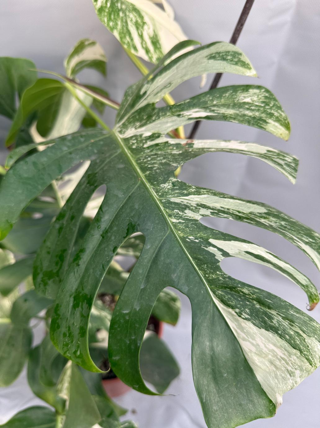 Monstera with fruit for selling 6