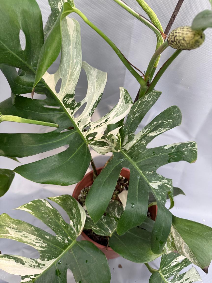 Monstera with fruit for selling 7