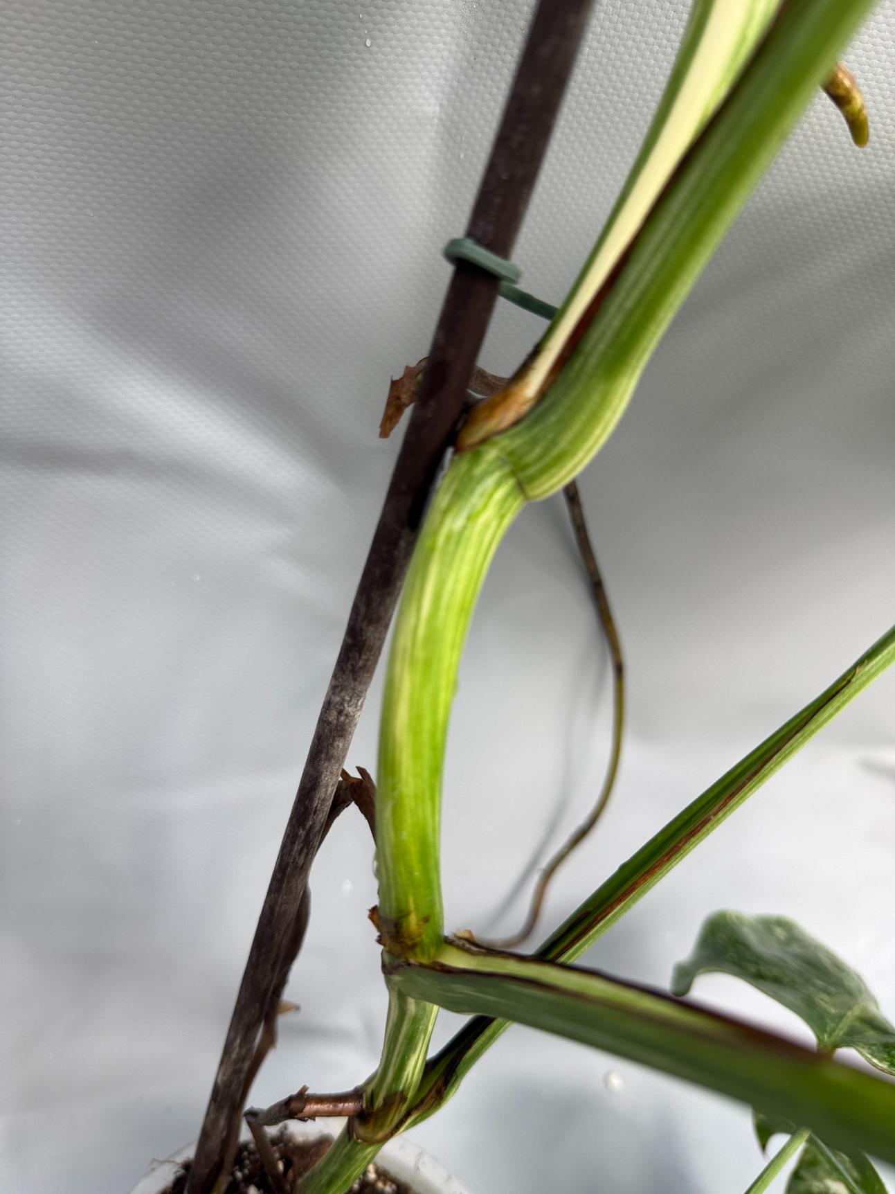 Monstera Albo variegata stelo dettaglio