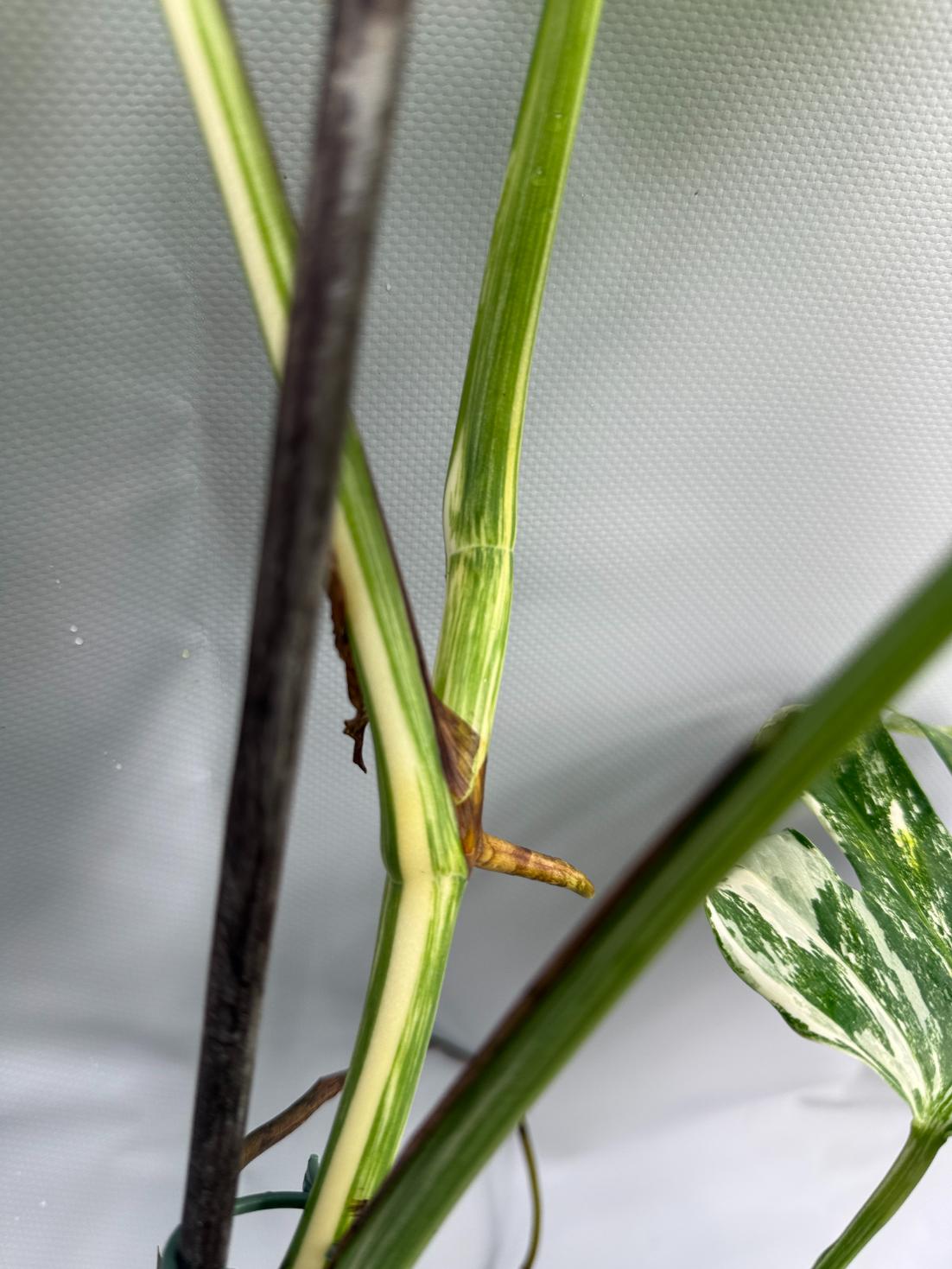 Monstera Albo variegata stelo