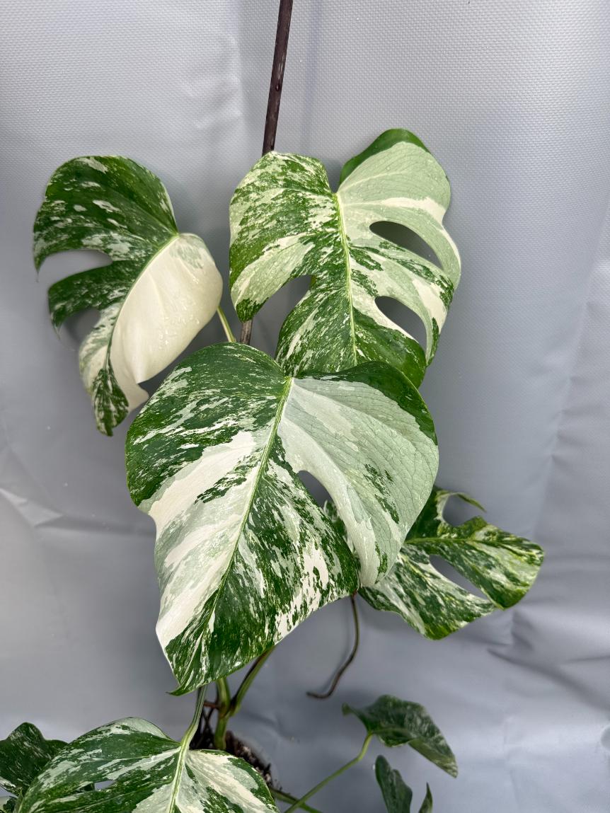 Monstera Albo variegata XL 4