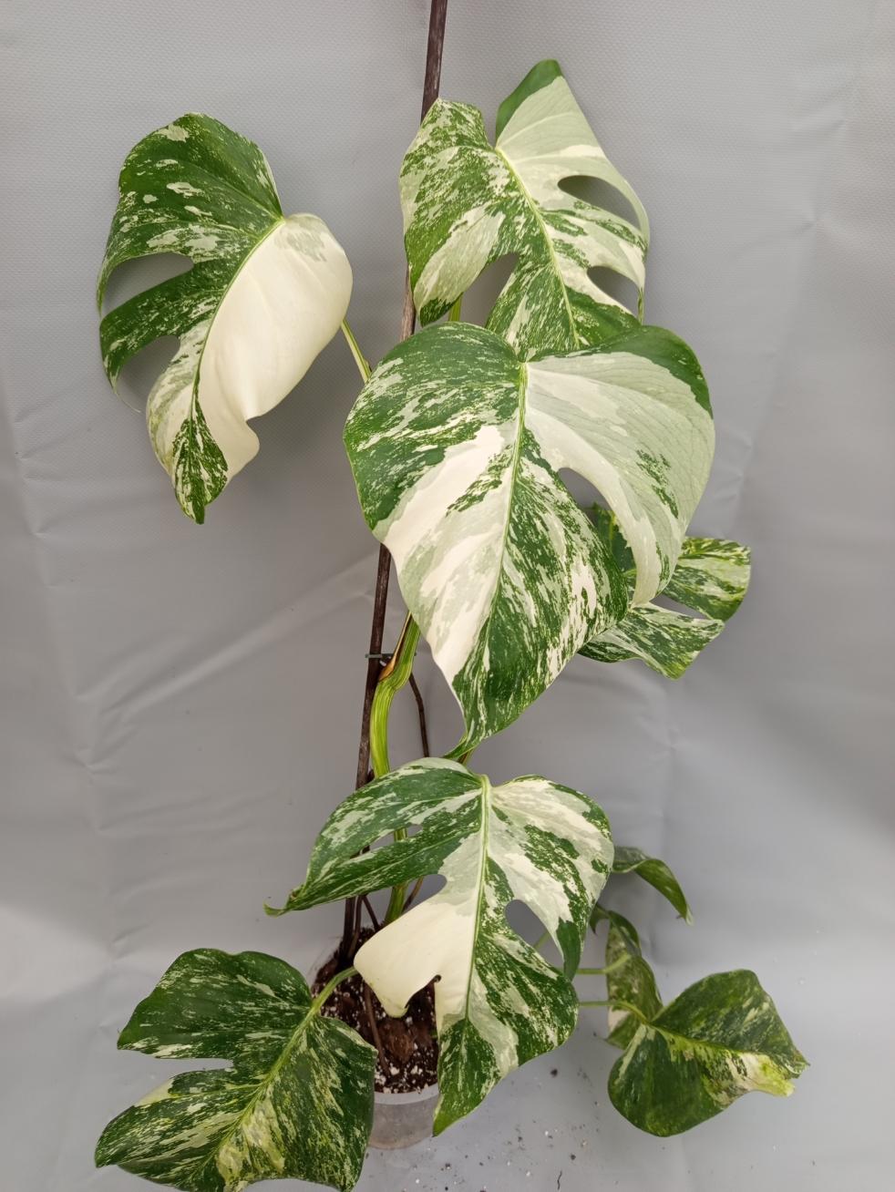 Monstera Albo variegata XL