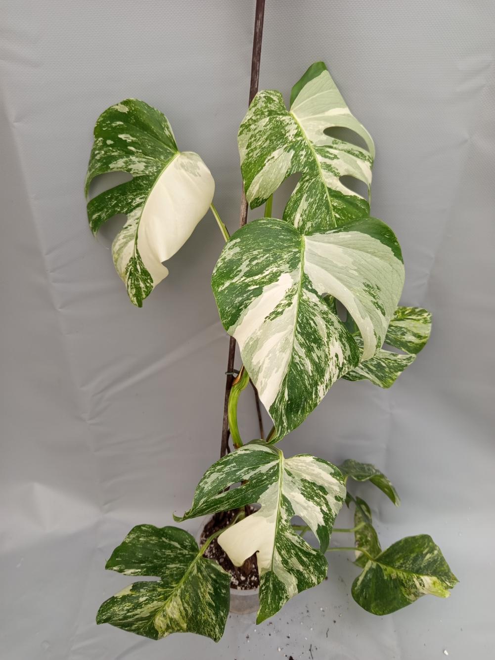 Monstera Albo variegata XL 5