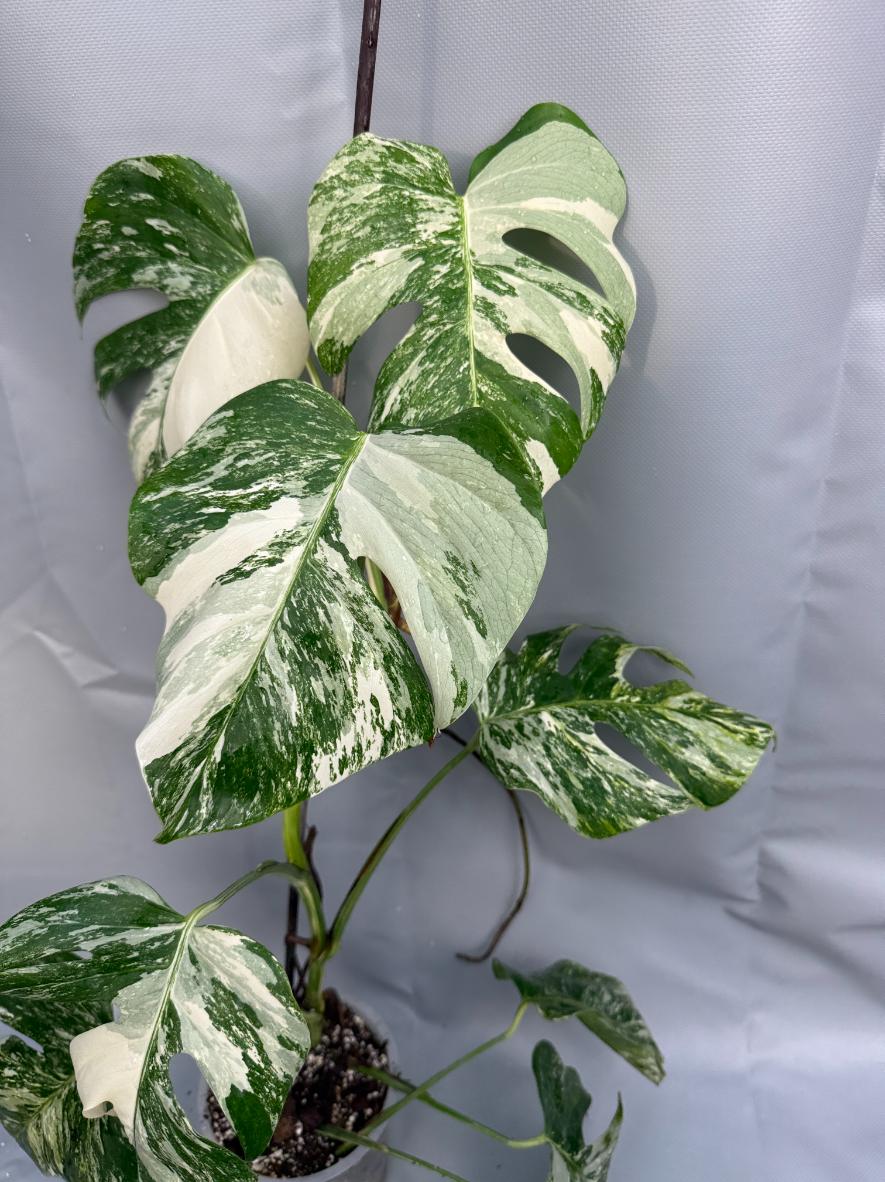 Monstera Albo variegata foglie grandi