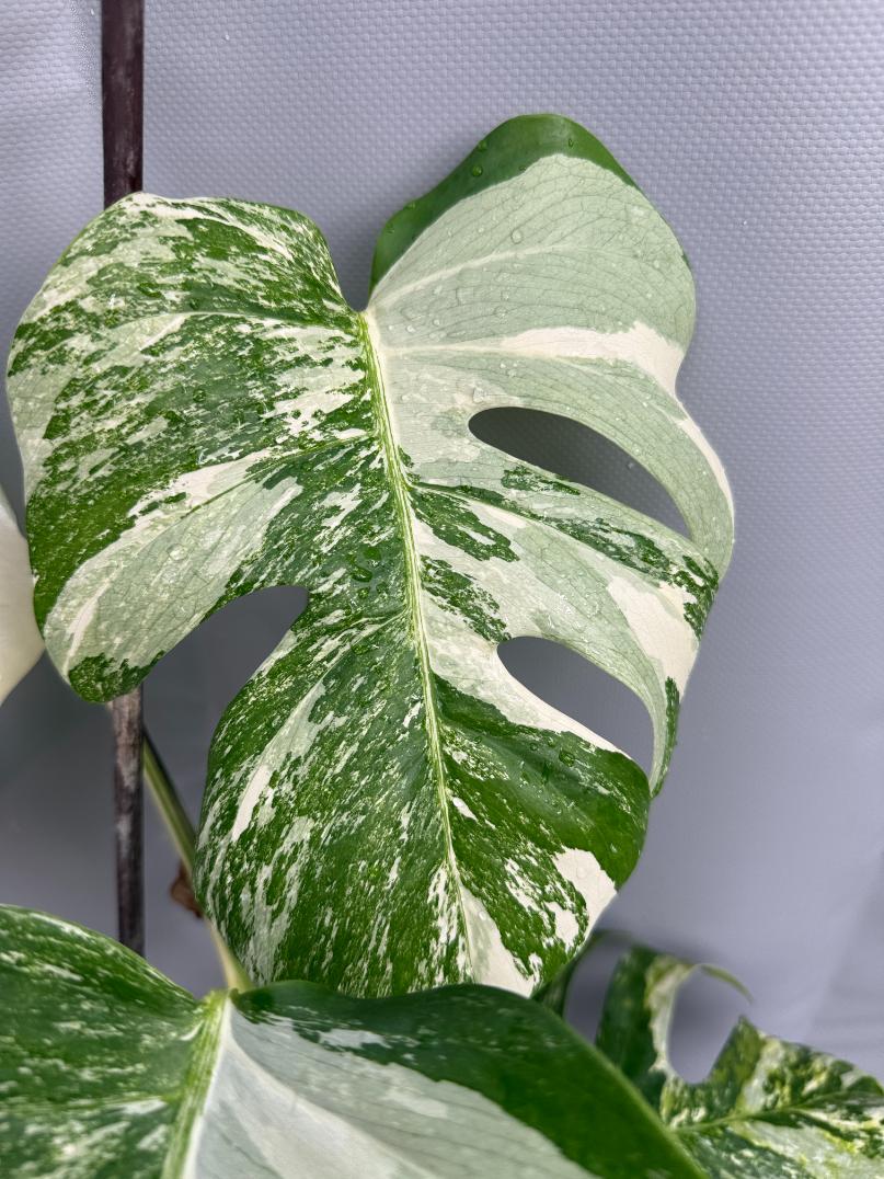 Monstera Albo variegatura
