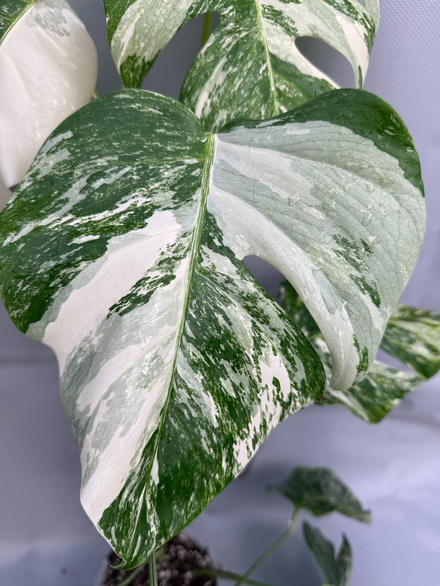 Monstera Albo molto variegata 