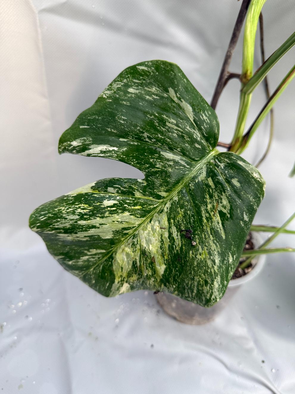 Monstera Albo variegata foglia bassa
