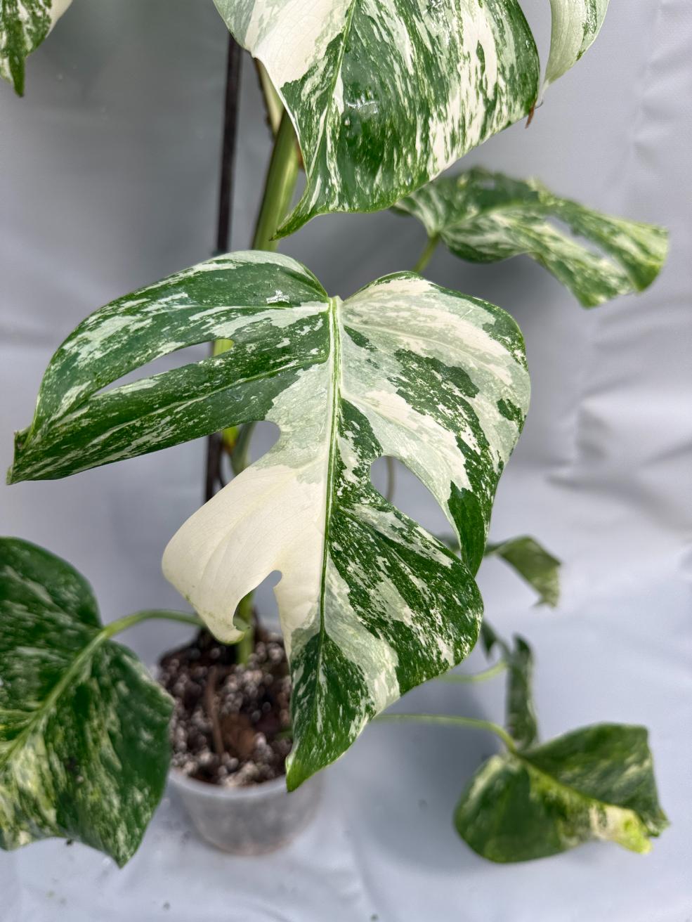 Monstera Albo variegata XL2
